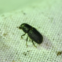 Dendroctonus terebrans