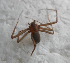 Loxosceles rufescens