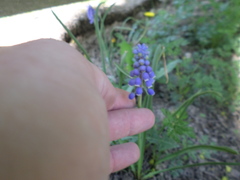 Muscari armeniacum