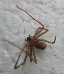 Loxosceles rufescens