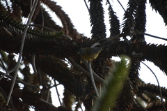 Phrygilus patagonicus