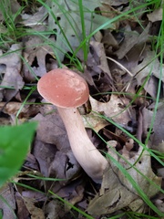 Tylopilus indecisus