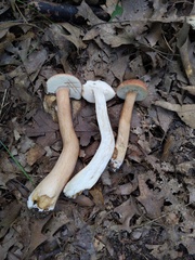 Tylopilus indecisus