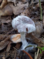 Hypomyces ochraceus