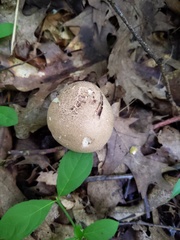 Caloboletus inedulis