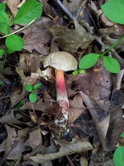 Caloboletus inedulis