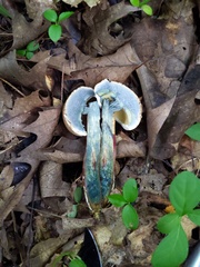 Caloboletus inedulis