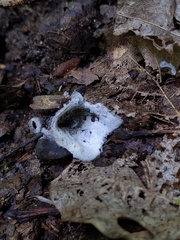 Hypomyces stephanomatis