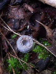 Hypomyces stephanomatis