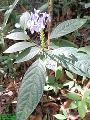 Pseuderanthemum graciliflorum