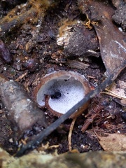 Hypomyces stephanomatis