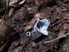 Hypomyces stephanomatis