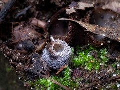 Hypomyces stephanomatis