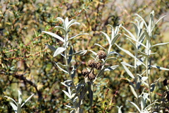 Buddleja araucana