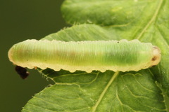 Aneugmenus coronatus