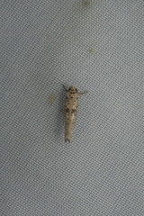 Yponomeuta griseatus