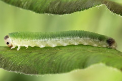 Aneugmenus coronatus