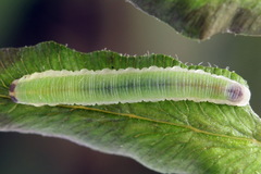 Aneugmenus coronatus