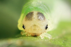 Aneugmenus coronatus