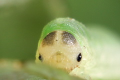 Aneugmenus coronatus