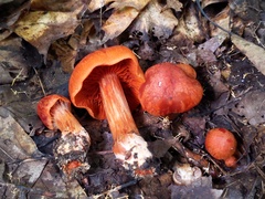 Cortinarius hesleri