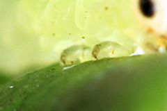 Aneugmenus coronatus