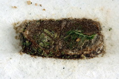 Aneugmenus coronatus