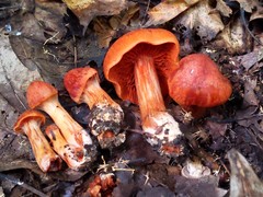 Cortinarius hesleri