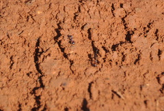 Solenopsis richteri