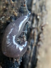 Microplana terrestris