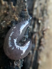 Microplana terrestris