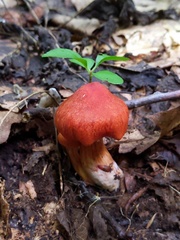Cortinarius hesleri