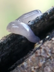 Microplana terrestris