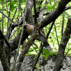 Pterorhinus berthemyi