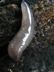 Microplana terrestris