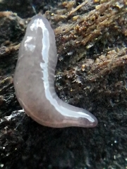 Microplana terrestris