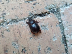 Temnorhynchus retusus