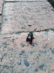 Temnorhynchus retusus