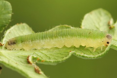 Aneugmenus coronatus
