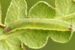 Aneugmenus coronatus