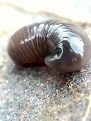 Microplana terrestris