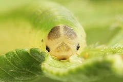 Aneugmenus coronatus