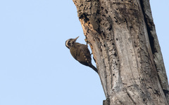 Chloropicus xantholophus