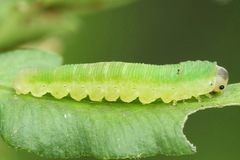 Aneugmenus coronatus