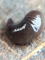 Microplana terrestris