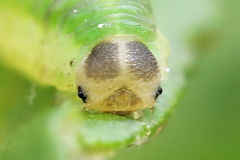 Aneugmenus coronatus