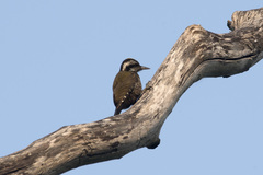 Chloropicus xantholophus