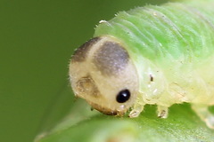 Aneugmenus coronatus