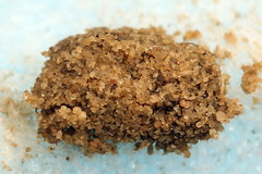 Aneugmenus coronatus