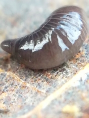 Microplana terrestris